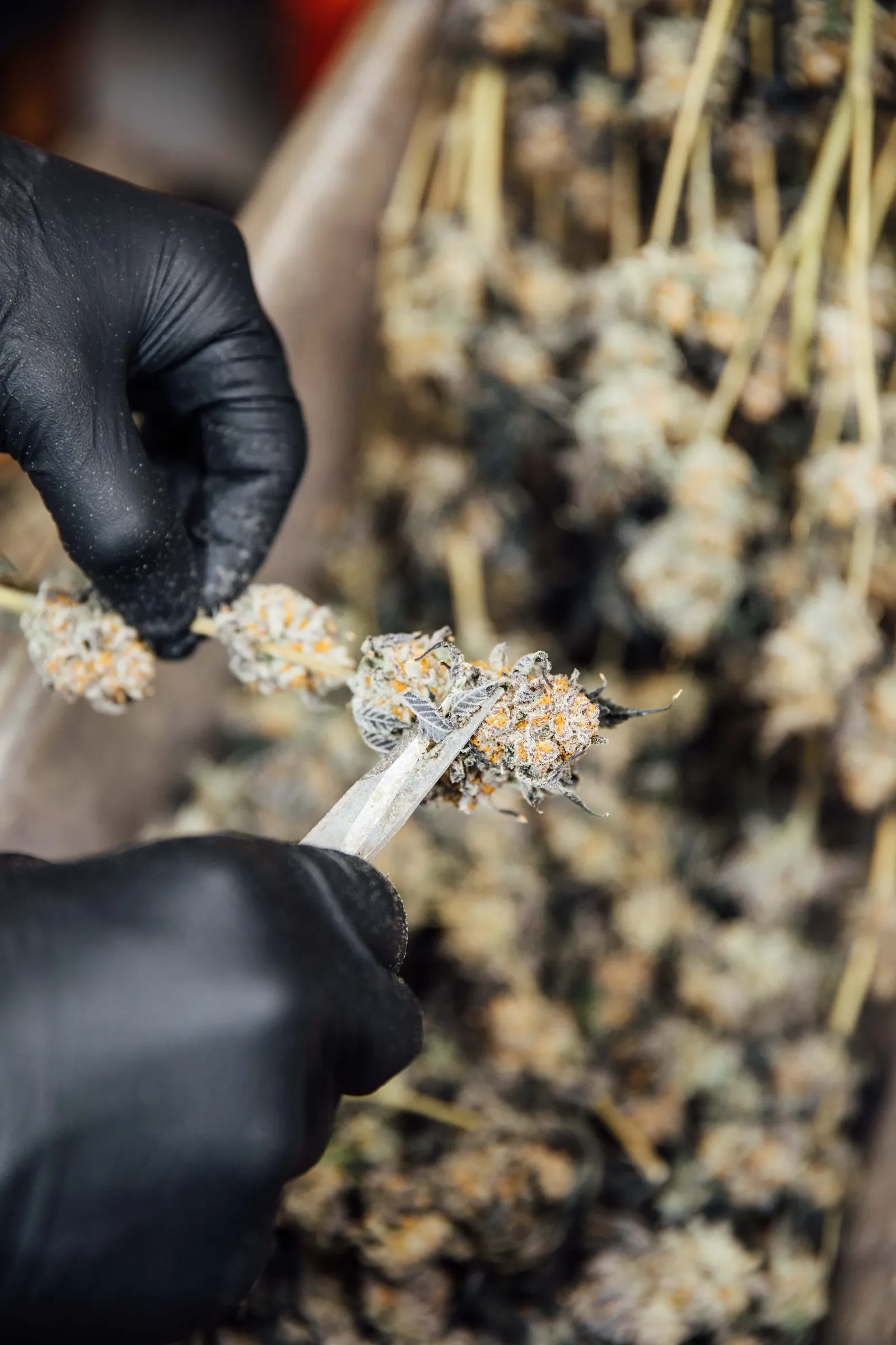 Hand trimming in black gloves